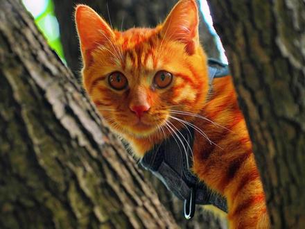 为什么猫老往厕所跑啊 #橘猫 #猫咪的迷惑行为