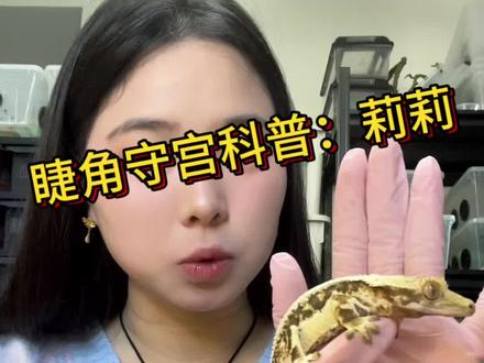 睫角守宫莉莉科普来喽#睫角守宫 #守宫 #爬宠 #异宠