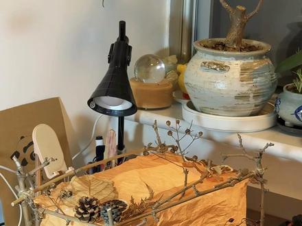 氛围感《树枝小灯箱》制作教程
一、前期准备
1、材料
(1)树枝(选粗细不同,相对笔直的)
(2)松果、树叶、干花、干柠檬片、带果实的植物(所有植物要干透)
(3)包装纸(选择有一定透光度的,暖色调的)
(4)灯源(充电小灯 or 小灯串 or 纽扣灯)
(5)麻绳(粗1.5mm)
(6)硬纸壳(快递小纸箱 or 硬纸板)
3、工具
(1)园艺剪
(2)小剪刀
(3)热熔胶枪和胶棒
(4)卷尺
(5)胶带
二、制作步骤
1、搭建框架
(1)裁剪树枝,长4根、宽4根、高 4 根(我的长40cm,宽和高都是 25cm)
(2)用麻绳绑成稳定的长方体框架
(3)底盘中间再绑一根树枝(约 23cm)
(4)按照底盘的尺寸剪裁纸板,需留出一个可以放进灯源的小缺口,用热熔胶黏贴在底盘上
2、制作灯箱面
(1)按照长方体五个面的尺寸剪裁包装纸,用胶带链接
(2)如想增加表面肌理感,可轻柔包装纸增加效果
(3)放进框架中,用热熔胶固定(找几个点即可)
3、灯箱面装饰
(1)用热熔胶黏贴装饰材料
(2)装饰布局需疏密有度,保证透光度
4、灯源装饰
(1)在底盘上放入主光源,可根据亮度大小增减小灯数量
(2)框架上可围绕小灯串,增加氛围感
假期可以捡秋啦,大家都动起手来,记得回来交作业哟~
#生活美学 #手工diy #日常vlog #家居生活 #diy小灯笼