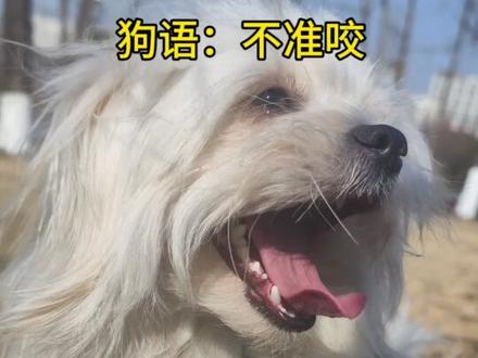 狗狗要咬人怎么办,重复这个声音#狗语