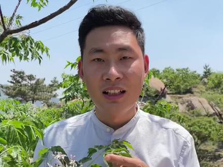 梅花起楝花终,楝树开花代表着以立夏为始的夏天就来临了。#苦楝子 #川楝子 #立夏 #植物科普 @抖音自然