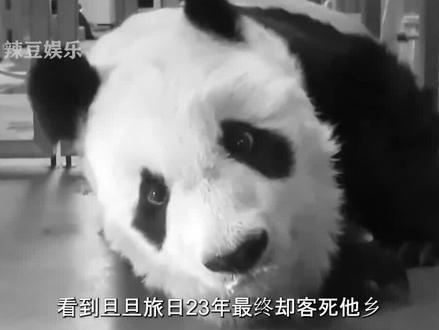 看到旦旦旅日23年最终却客死他乡,才明白海外大熊猫回家有多难#大熊猫 #热门 #旦旦 #国宝 #娱乐 #良浜