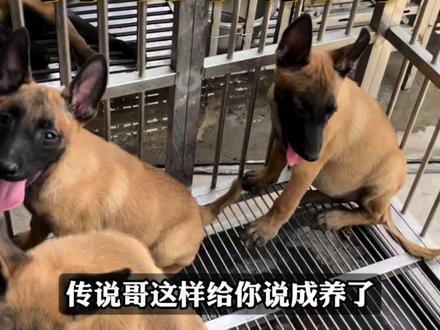 养狗如何预防细小病毒。