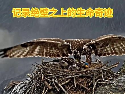 记录绝壁之上的生命奇迹 记录猎鹰妈妈对雏鹰关爱的全过程#猎鹰 #创作者激励计划 #创作者扶持计划 #创作热词计划 #创作人计划