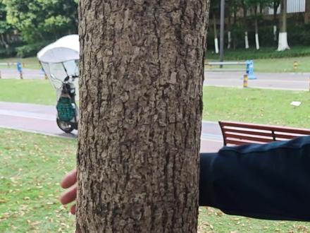 还在为绑吊床手忙脚乱?教你5秒轻松搞定!就算是女生也能稳稳拿捏,户外露营、遛娃休闲秒变高手~#户外吊床 #吊床秋千 #遛娃神器 #露营