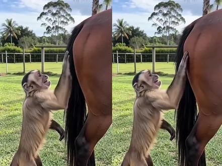 拍马屁拍马屁拍了一手巧克力特效教程 拍马屁拍马屁满手都是巧克力指令教程 #拍马屁拍马屁满手都是巧克力 #拍马屁拍马屁拍了一手巧克力 #AI分身戏精大赛 #我的AI分身杀疯了 #拍马屁 拍马屁拍到一手巧克力怎么制作 猴子拍马屁拍到一手巧克力 拍马屁马年发财又顺利 猴子拍马屁搞笑视频 拍马屁拍到一手巧克力原视频 拍马屁拍到一手巧克力ai指令 即梦ai 拍马屁搞笑 随变ai随便玩 拍马屁转场 猴子拍马屁 2026拍马屁原视频