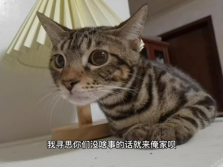 3s 后播放  小猫咪偷听你讲话