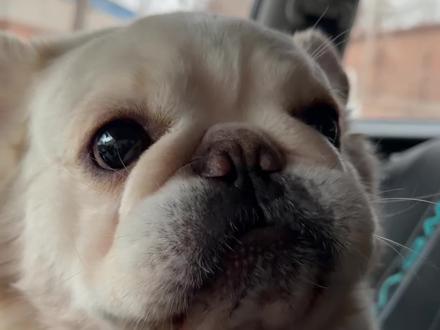 阿祖是一只安全意识非常强的狗 #长毛法斗阿祖#阿祖宇宙
更多犬舍日常@大坤法斗(祖妈)
@阿祖宇宙