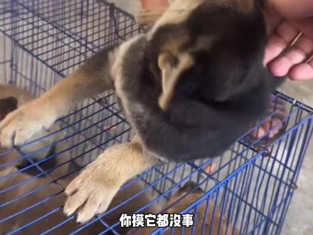 过于敏感的性格不适合作为陪伴犬饲养#中华田园犬