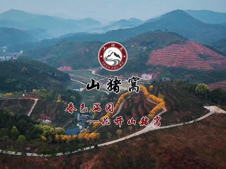 人间三月春色正好,山猪窝农场黄花风铃木花与樱花齐开,金粉相映,赴一场限定春光之约#旅游推荐官 #发现河源之美2026#山猪窝农场#黄花风铃木花