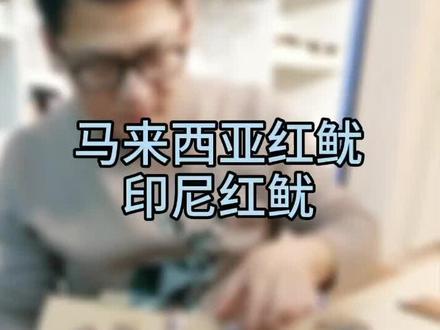 介绍各种鱿鱼,没有看直播的朋友们这里补课。#马来西亚红鱿 #印尼红鱿