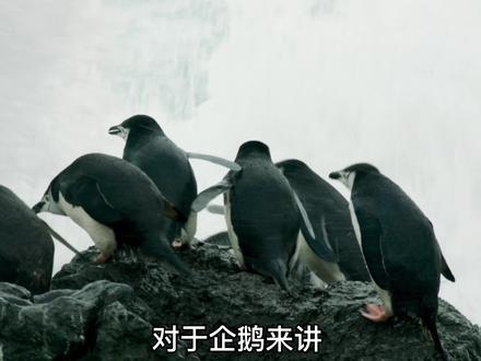 企鹅父母轮流照顾幼崽,每一次外出捕食都有可能是永别, #企鹅 #地球脉动第二季 #纪录片解说 #影视解说