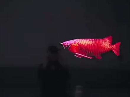 《整理宝库》 金龙鱼电视屏保下载和设置教程,电视养鱼教程,金龙鱼屏保下载教程,金龙鱼动态壁纸下载,金龙鱼4k超清全面屏。海信电视机屏保龙鱼设置教程,金龙鱼动态壁纸下载免费,TCL金龙鱼电视屏保设置教程,小米电视金龙鱼屏保设置教程,金龙鱼屏保高清4k下载教程,#电视养鱼教程 #电子养鱼 #电视屏保 #金龙鱼屏保 #电视屏保设置教程 电视养鱼,电子养鱼。金龙鱼电视屏保教程,