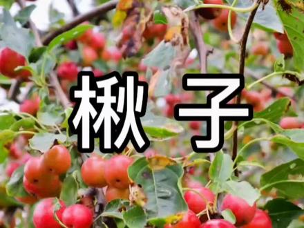 果实像苹果,学名楸子,你认识它吗?又名海棠果,海红果,柰子。#山里生活 #记录三农 #乡间新农人 #硕果累累 #新农人计划2022