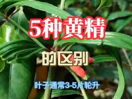 五种黄精你认识几种,你知道都有哪些妙用?#黄精 #野生草药 #中医 @DOU+小助手