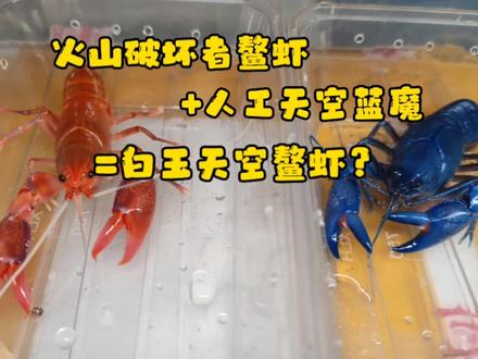 火山破坏者鳌虾配和人工天空蓝魔虾,能繁殖出来白玉天空?试试 #鳌虾 #养鱼日记 #观赏虾 #水族爱好者 #螯虾 #人工天空蓝魔虾 #火山破坏者鳌虾 #鳌虾繁殖 #异宠