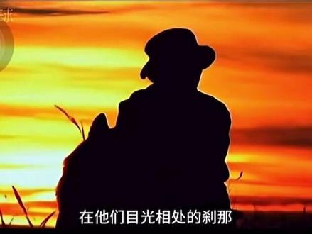 狼王为了给妻儿捕食,不幸中了捕猎者设下的捕兽夹,为了见妻儿,不惜咬断自己的一条腿,也要冲出去见妻儿
母狼看到了奄奄一息的狼王,十分心疼,狼王死后,母狼整夜哀嚎,独自吃下猎人投放的有毒的饵料,母狼她快死之际,咬烂了自己的皮毛,也不给捕猎者留下一张完整的皮毛。
格林的爸爸妈妈就这样没有了,兄弟姐妹也没有了,幸好被一名作家兼画家李微漪知道了这件事,李微漪把小狼格林带回了成都抚养,并取名格林,李微漪家还有一只小狗博美,叫狐狸,狐狸经常欺负小狼,小狼也在和狐狸的斗智斗勇中长了许多心眼子
在人类的世界里,小狼格林会看电视,会使用电视开关,会吃大白兔奶糖,会用矿泉水瓶喝水,它非常聪明,看见动物世界里面的狼会捕鱼,改天它就亲自从水里捕鱼,而若尔盖的狼群是不会捕鱼的
看见电视里面的狼嚎,格林也会在半夜狼嚎,扰得居民楼不安宁,
李微漪知道格林是向往自由的,他不想因为她对格林的母爱就囚禁格林,她卖掉了成都的房子(老牌富人区),陪着格林一起去草原生活,教会格林捕兔子,但是由人类抚养长大的狼,是没有野性的
李微漪在草原上看见了猎人捕杀狼,她十分害怕她想放生格林的决定是否是正确的,他不断的陪着格林,教会格林人类是可怕的,要远离人类,但是格林习惯了和人亲近,并不懂人类的可怕
格林给了李微漪最纯粹的情感
李微漪害怕格林被捕猎者伤害,就去求活佛(四川是有藏传佛教的)给格林放生,因为在草原上,被活佛放生的动物是不能被伤害的
活佛一见到李微漪就说她上辈子是一只母狼,因为伤害了一只公狼,所以这辈子要来偿还
有人说格林已经不在了,他在自己大限之际,归还了妈妈的红腰带,那条红腰带陪伴了它七年,整整七年,浑身上下没有一个口袋的野狼,竟珍藏了人类妈妈的红腰带七年
在严冬,野狼捕猎是非常困难的,有一次李微漪饿不住了,吃了格林藏起来的野兔,她以为格林发现了会生气,或者不再把猎物埋在老地方,但是格林知道了以后,捕猎的时候仍然埋在老地方,还不时张望,似乎等着它妈妈来拿
李微漪在冰雪里崴到了脚,不能走路,格林就陪着它,然后格林就跑去猎人的马场,它望着一匹一匹的野马,不断的试探哪匹马更温良,最终它确定了一匹性格温良的小白马,从山的那头一直牵到妈妈崴脚的山这边,还支撑着它妈妈骑上马背
格林成了狼王以后,因为不肯迁徙,被狼群驱赶、是因为它怕离开以后,妈妈再来若尔盖的时候,看不到他