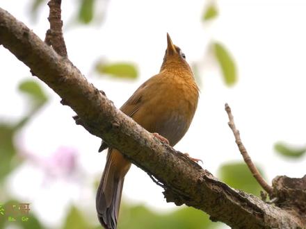 5分钟画眉鸟叫声,公母对唱,清晰嘹亮!