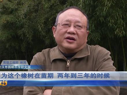 红橡树功效多用处大,国内竞争少,但专家预测虽市场前景可观,但周期长需要根据经济能力而定! #致富