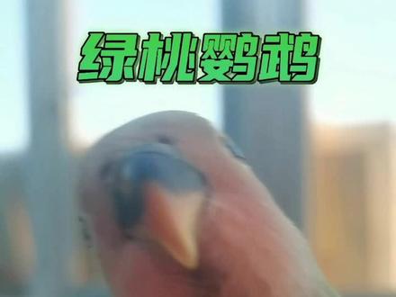 绿桃牡丹鹦鹉#原创 #神奇动物在抖音 #萌宠 #原创视频 #萌宠出道计划 #宠物 #手养鹦鹉 #动物 #万物皆有灵性 #奇妙的动物 #鹦鹉 #萌宠鹦鹉