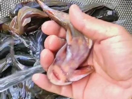 长江刀鱼算什么,它才是地球最干净最鲜美的冷水鱼#石爬子