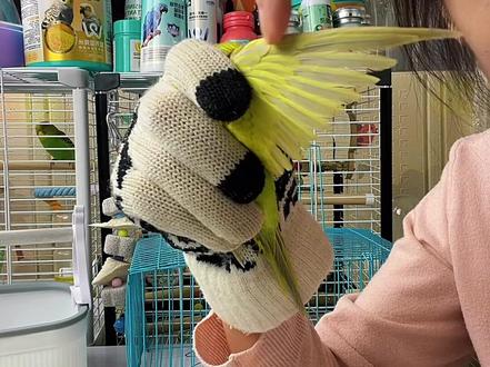 新鸟到家,如何剪飞羽,详细教程#虎皮鹦鹉#鹦鹉飞羽 #剪飞羽 #鹦鹉到家怎么剪飞羽#鹦鹉剪羽