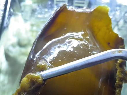 孵化鲨鱼这一块拿捏的稳稳的,等我的好消息吧