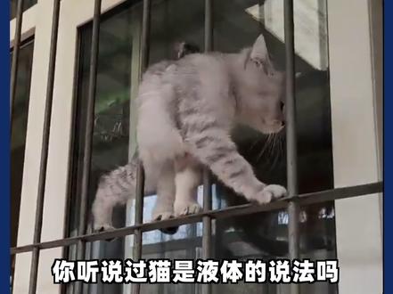 为什么说猫是水做的?看完你就知道了!
#萌宠 #抖in萌宠计划 #宠物搞笑视频 #猫咪 #宠物 #可爱到爆炸💥 #奇妙知识在抖音 #神奇动物在抖音 #萌宠出道计划 #科学养宠攻略 #宠物知识 #猫是液体
