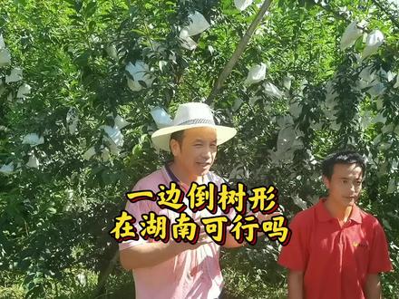 一边倒树形确实有优势,但前期需要好的技术,更需要用心去打理。#一边倒 #奈李 #来抖音学农技 #新农人计划2022
