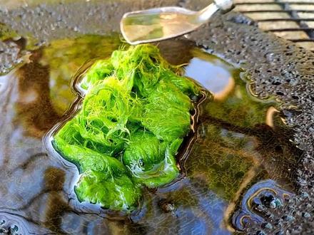 好多人都见过青苔,就是没吃过,放石板上炸一下,嘎嘣脆蛮好吃的 #烧烤 #油炸 #青苔 #绿丝藻 #我要上热门