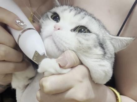 自己在家剃,这不相当于也是赚钱了吗#猫咪剃毛