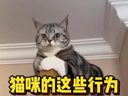 猫咪行为解读! #新手养猫 #养猫经验分享 #养猫人 #萌宠出道计划 #猫咪