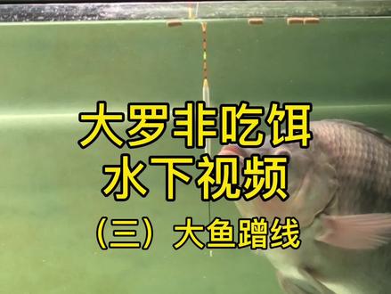 大罗非鱼吃饵水下视频(三)大鱼蹭线漂相,如何应对漂相震动和浮漂平移不中鱼?#钓大罗非 #钓大鱼 #钓鱼技巧