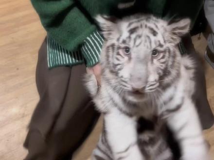 #宫百万 今天跳个小舞#白虎