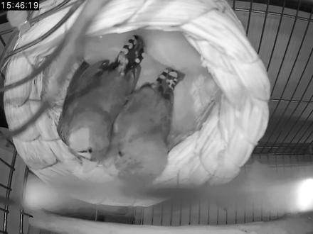 监控下看看珍珠鸟咋么死的,死的真快,30秒就归天了,母鸟痛失爱夫,公鸟死后,母鸟还在一旁呼唤着想叫醒它#珍珠鸟