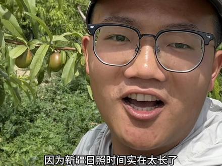 新疆水果夏生长特别快 发现没?新疆夏天的光照特别长,每天能有14个小时呢。果园里的水果就像开了加速键,一个月不见就大变样了#新疆果园 #新疆水果 #新果农人计划