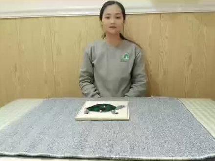 蒙氏工作之《乌龟🐢 嵌板》目的:认识乌龟🐢 的身体