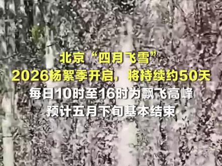 北京又到杨絮季#杨絮