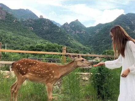 在秦皇岛居然也可以喂小鹿啦!!!#旅行推荐官 #浪计划 @秦皇岛祖山风景区
