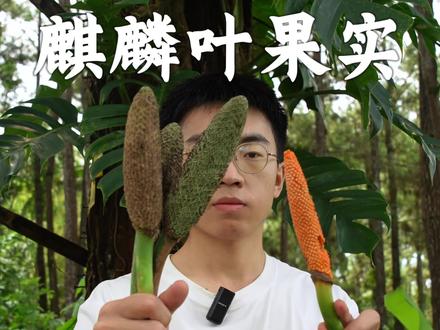 爪哇寻果记 龟背竹的亲兄弟麒麟叶(麒麟尾),果实可以吃吗?味道怎么样?#植物科普#麒麟尾#蓬莱蕉 #抖音知识年终大赏 #2025年度宝藏生物