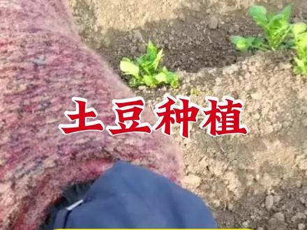 土豆剔去苗产量嗷嗷叫,到底留几颗苗#土豆种植 #农业种植技术 #马铃薯种植 #洋芋种植 #土豆种植技术