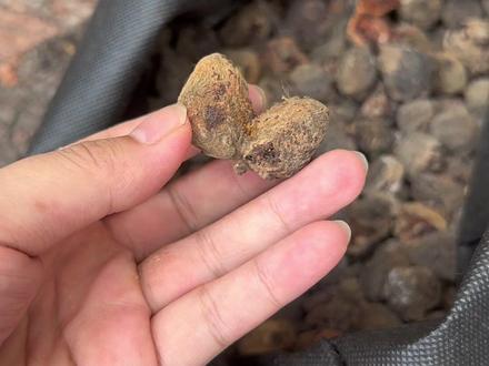 桃枭怎么取?#科普 #桃枭 #雷击木 #热门 #收藏