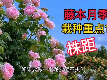 藤本月季株距和拱门大小务必适当,以免成型后拥挤,移栽伤苗#月季养护 #粉色龙沙宝石 #藤本月季 #爬藤月季 #月季栽种 #月季推荐 #养花小知识 #藤本月季爬藤欧月