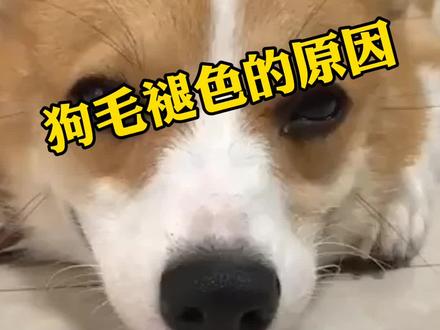狗狗毛发褪色的原因#抖音小助手 #宠物 #狗狗