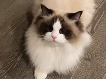 猫咪扑你的4个原因 #猫咪 #新手养猫 #猫咪扑你 #猫咪的迷惑行为