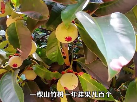 果中皇后山竹的种植,采摘山竹太不容易了 #科普一下