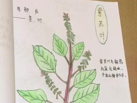 制作中草药手抄报,学习🌿功效和主治。(第二部分)紫苏叶