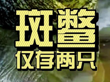 斑鳖——全球已知仅存两只 #自然奇境科普季