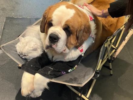 啊 你是张旭啊#网红狗 #张旭 #胖狗 #圣伯纳犬