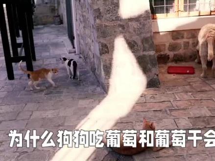 狗吃葡萄会中毒#萌宠 #科学养宠攻略 #狗狗 #狗吃葡萄